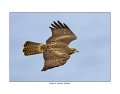 8290 red tailed hawk